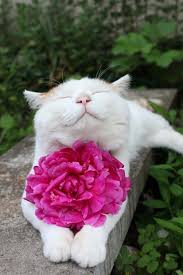 Shironeko Flower With A Flower Cute Animals Cats And Kittens Cats