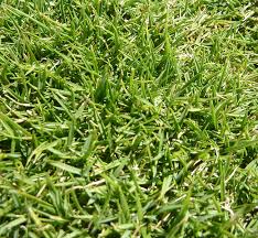 It offers attractive foliage, deep green color, shade tolerance, loves the heat, and holds up to heavy foot traffic. 3 Best Weed Killers For Zoysia Grass Lawn And Petal