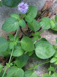 Plantes De Balogna En Corse Plantes Consommables Plante Corse Menthe
