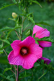 Image result for Hibiscus engleri