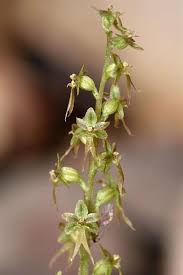 Image result for Nesaea cordata