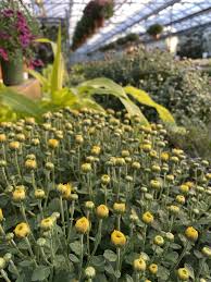 We can't stay mum about mums! Wentworth Grown Mums Wentworth Greenhouses