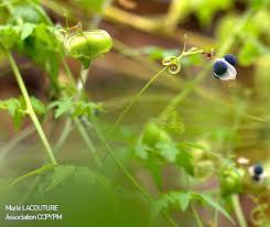 Image result for Cardiospermum halicacabum