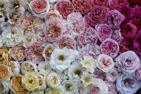 Flowers in season in february nz. The Farmer The Florist Interview Field Of Roses The Seasonal Flower Movement In New Zealand Floret Flowers