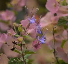 Image result for Dissotis speciosa