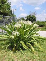 Crinum Lily Crinum Asiaticum Gardening That I Love Pinterest Lily Plants Florida Plants Tropical Landscaping