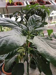 Maybe you would like to learn more about one of these? Sg My Garden Is Good Grafted Avocado Plant