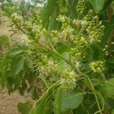 Image result for Isoberlinia doka