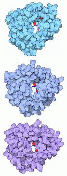 Protease =.nen de verbinding tussen twee aminozuren hydrolyseren. Serin Protease