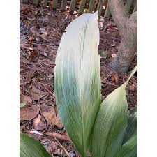 Image result for Aspidistra elatior