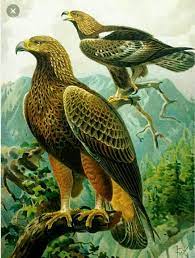 صور النسر الجارح national animal bird prints nature art