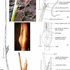 Image result for Schoenoplectiella senegalensis