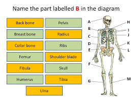 Radius ulna bones ulnar notch anterior anatomy markings head forearm wrist hand limb upper pronation pivot supination during around. Skeleton Idiagram Activity Name The Part Labelled A In The Diagram Back Bone Humerus Fibula Femur Breast Bone Collar Bone Ulna Skull Shoulder Blade Ribs Ppt Download