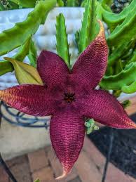 Image result for Stapelia gigantea