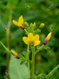 Image result for Cleome maculata