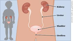 Blood in urine with urinary tract infections additional testing blood in the urine, also called hematuria, is common. Blood In The Urine Hematuria For Parents Nemours Kidshealth