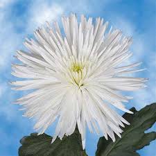 We did not find results for: Amazon Com Globalrose 50 Fresh Cut White Fuji Spider Mums Fresh Flowers For Birthdays Weddings Or Anniversary Fresh Cut Format Chrysanthemum Flowers Grocery Gourmet Food