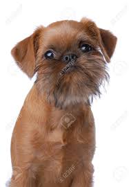 The brussels griffon is a breed most memorable for its unique and distinguishing look. Teacup Brussels Griffon Puppies For Sale Online Shopping Mall Find The Best Prices And Places To Buy