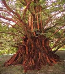 Der mammutbaum macht seinem namen alle ehre und ist hauptsächlich durch seine imposante größe bekannt. Urwelt Mammutbaum Metasequoia Glyptostroboides Fur Topf Garten Samen Ebay
