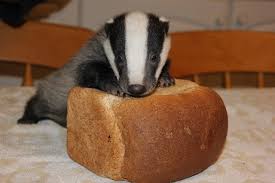 Rescued Badgers Snuggle Up At Secret World Wildlife Rescue Center Susse Tierfotos Dach