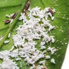 Cochenille Traitement Lutte Et Solution Pour Vos Plantes Cochenille Maladie Orchidee Plante