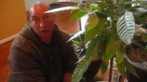 Indoor fruit trees will add color and vibrancy to your home, just like any of the best indoor plants, but they'll also provide you with some delicious homegrown goodies…as long as the lighting and. Growing Fruit Trees Indoors Youtube