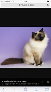 Pin By Therese Selliere On Sacres De Birmanie Types Of Cats Breeds Beautiful Cats Cat Breeds