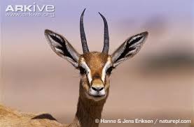 Mountain Gazelle Photo Gazella Gazella G20146 Arkive Lion King Costume Gazelle Lion King Jr