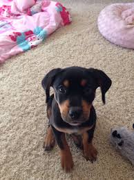 No wonder it's so popular! Our Baby Girl Boo Rottweiler Lab Mix Cute Little Animals Beautiful Dogs Labrador Mix