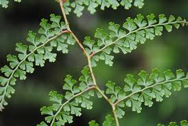 Image result for Odontosoria