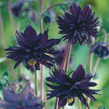 Aquilegia 'black barlow' this is a spurless variety with deep, maroon flowers that look wonderful with the bright green foliage. Aquilegia Black Barlow Longfield Gardens