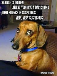 Dachshund Dog Silence Golden Meme Funny Dachshund Dachshund Memes Dachshund Pictures