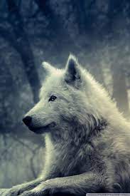 For this post, we've collected 23 top white wolf pics for you, just click on the wallpaper you choose, download it and set it as background of your computer. White Wolf Painting 4k Hd Desktop Wallpaper For 4k Ultra Hd Tv Wide Ultra Widescreen 14 Phone Wallpaper