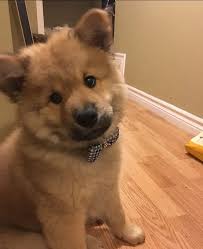 41 Australian Shepherd Mix Breed Reviews Reviewed By Veterinarians Some hybrid dogs are also referred to as designer dogs.