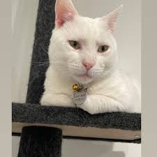 Cat Tag • Cat ID Tag • Cat Face Tag • Personalized Cat Tag • Customized Cat  Tag • Cat Collar Tag • Pet ID Tag • Cat Face Shape Tag ID Tag