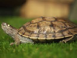 A Guide To Caring For Mississippi Map Turtles As Pets