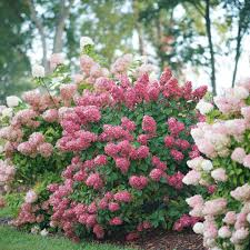 Apr 12, 2019 · growing size: Fire Light Hydrangea Spring Meadow Wholesale Liners Spring Meadow Nursery