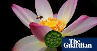 Maybe you would like to learn more about one of these? Lotus Flower Season In China Reaches Full Bloom In Pictures Life And Style The Guardian