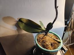 Image result for Angraecum moandense