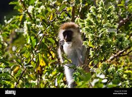 Image result for Anisotes