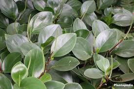 Check spelling or type a new query. Peperomia Obtusifolia Plant Care Learn How To Grow Plantopedia