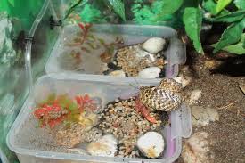 Diy Bubbling Crab Pools Petdiys Com Hermit Crab Homes Hermit Crab Tank Hermit Crab Cage