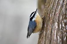 Autumn Photography Bird Walk with Nature Man Mike
