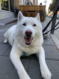 Find siberian husky puppies and breeders in your area and helpful siberian husky information. All White Siberian Husky Sleeps In Late Runs Like Heck 10 10 Good Boi Rarepuppers