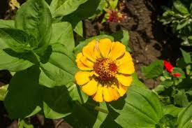 Look at any victorian history source to find all kinds of records showing close friends taking portraits together, sending each other gifts on a daily or weekly basis. Amazing Meaning And Symbolism Of Zinnia Flower And Color Florgeous