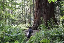 The park covers 13,000 acres of land and features 26 miles of ricketts glen hiking trails, two lakes, and a great campground. Paradise Bottom Bristol Dog Walk Outdoor Paws Bristol