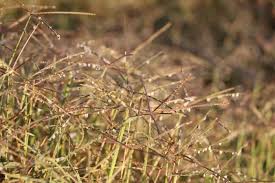 Image result for Digitaria scalarum