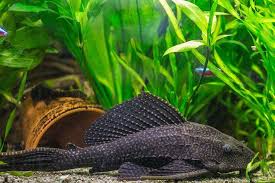 She seems to have a scar on her tail. Plecostomus Care Size Lifespan Diet Guide Fishkeeping Forever