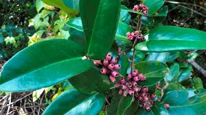 Image result for Memecylon