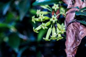 Image result for Peddiea